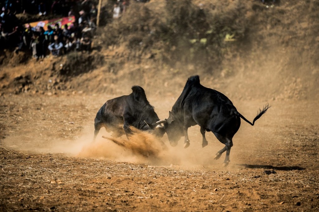 bullfight-in-makar-sankranti